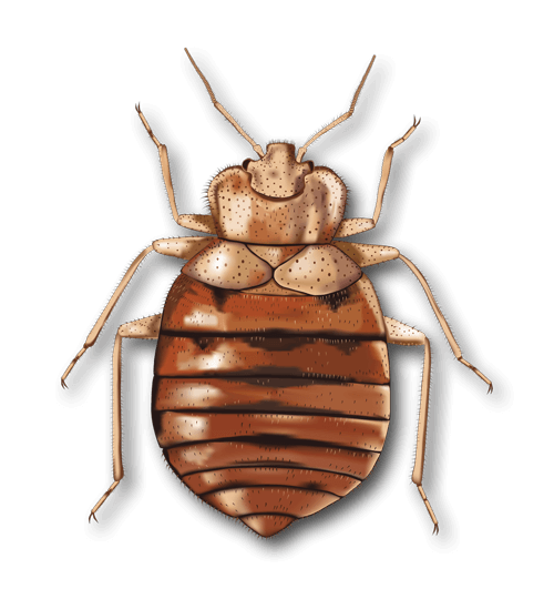Schematische Darstellung einer Bettwanze